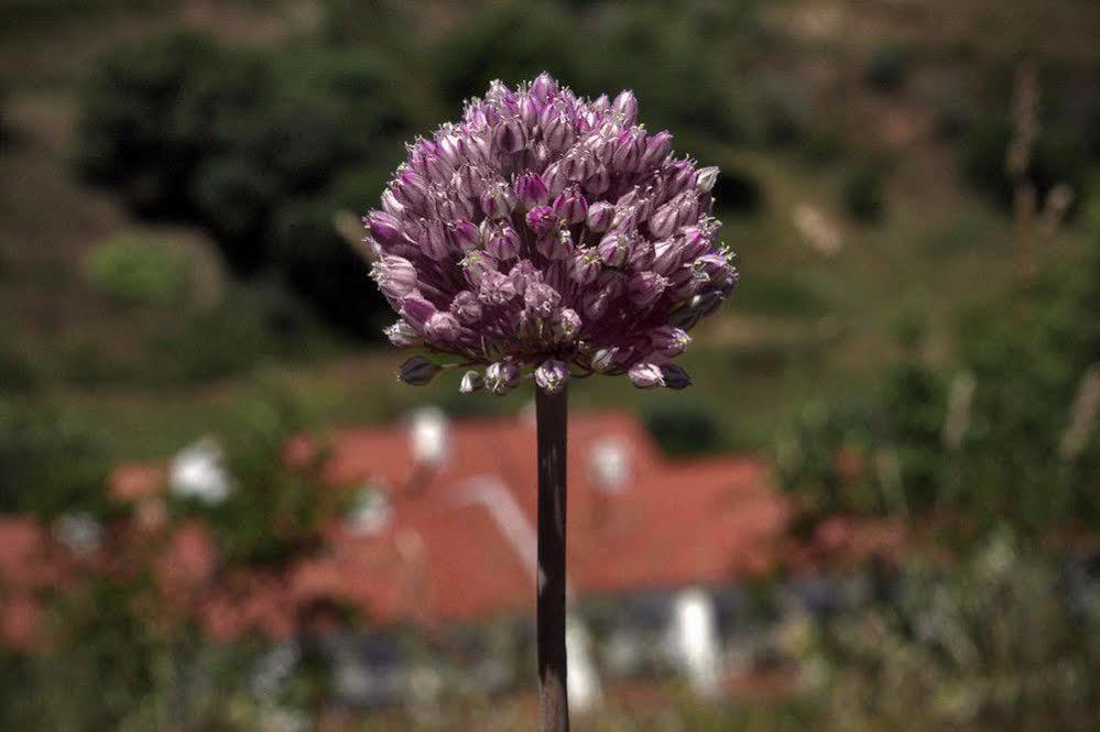 Quinta Do Chocalhinho Agroturismo & Spa Pensionat Odemira Eksteriør billede