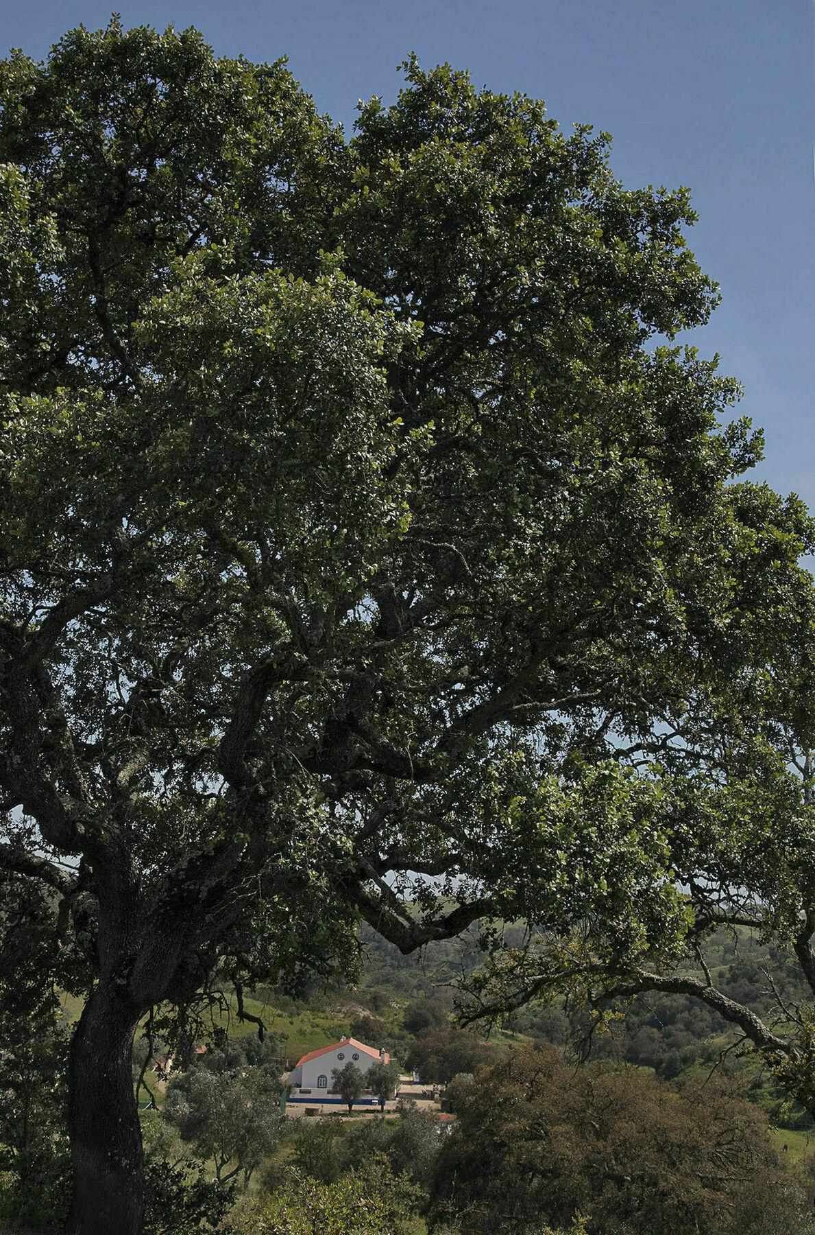 Quinta Do Chocalhinho Agroturismo & Spa Pensionat Odemira Eksteriør billede